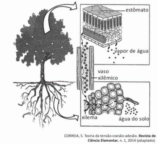 Imagem da questão