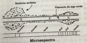 Imagem da questão