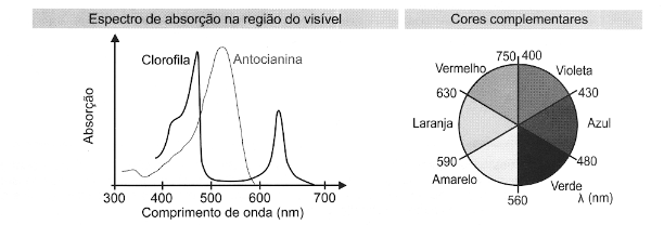 Imagem da questão