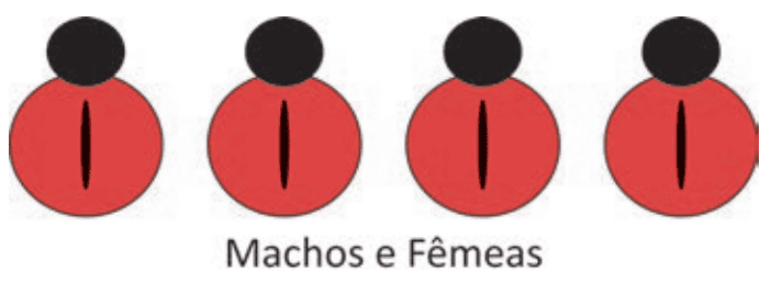 Imagem da alternativa