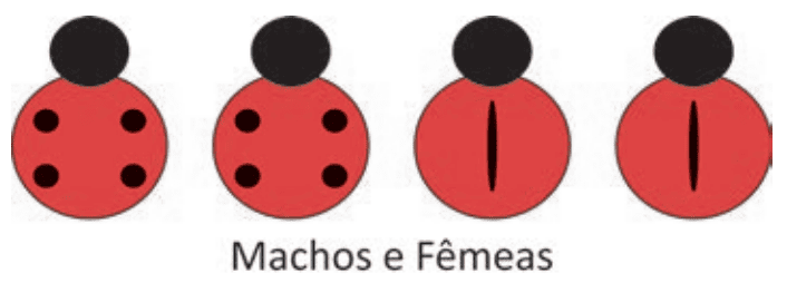 Imagem da alternativa