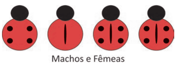 Imagem da alternativa
